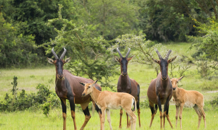 Kenya National Parks